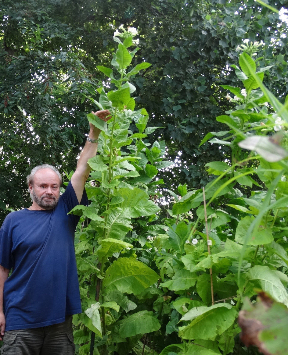 African Red Tobacco HIGH NICOTINE 500+ seeds 0.05 gram Heavy Producer 2023 CROP