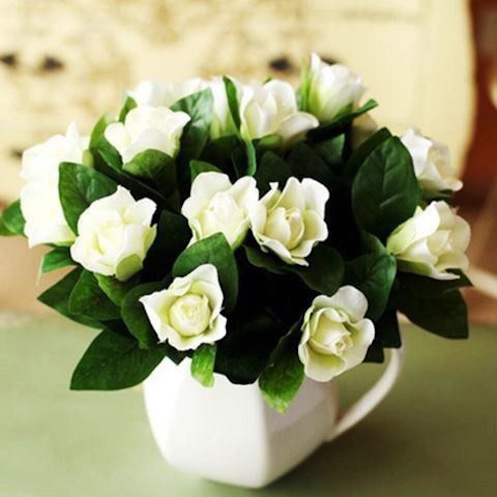 20 SEEDS small white GARDENIA fragrant flower exotic house plant USA Seller