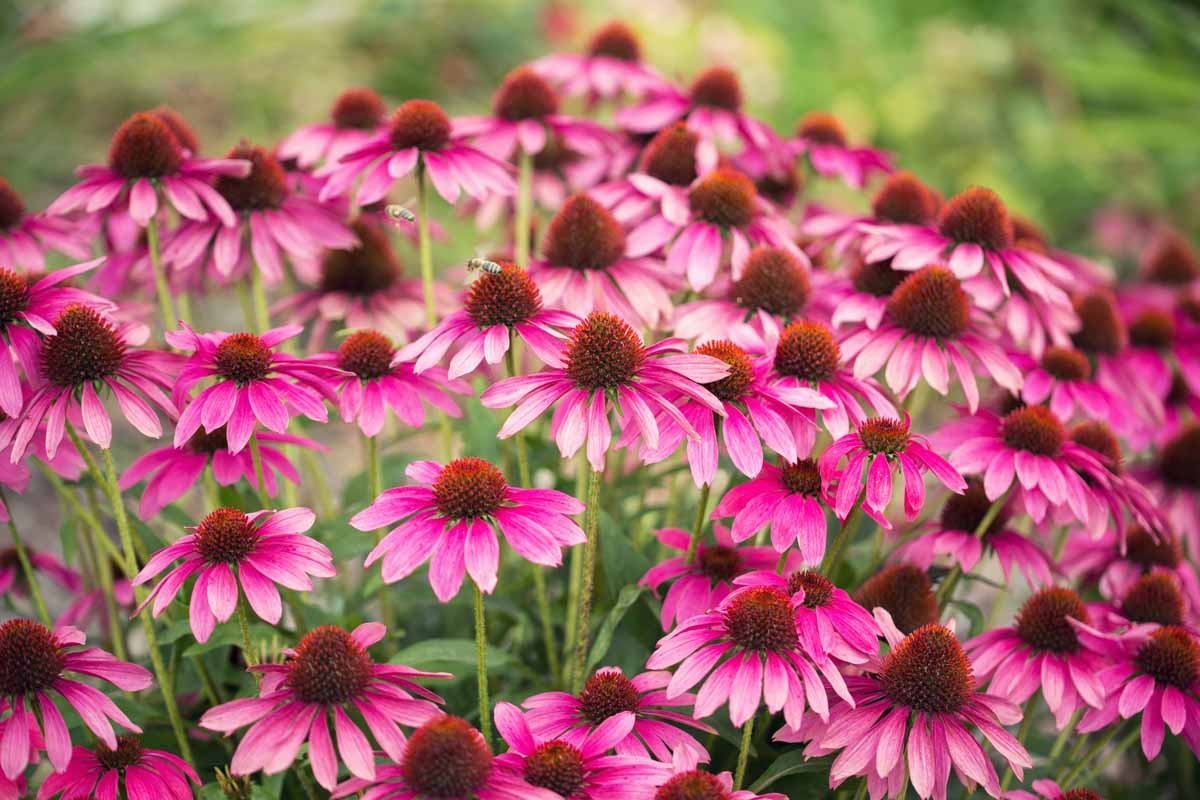 Purple Coneflower Seeds / Flowers