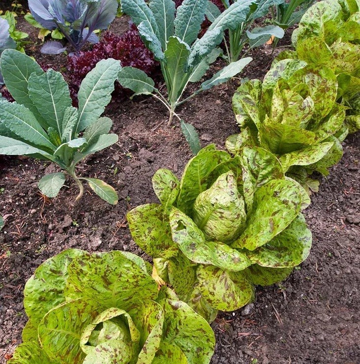 Lettuce Freckles Romaine 500 – 5000 seeds Heat resistant baby leaf non GMO