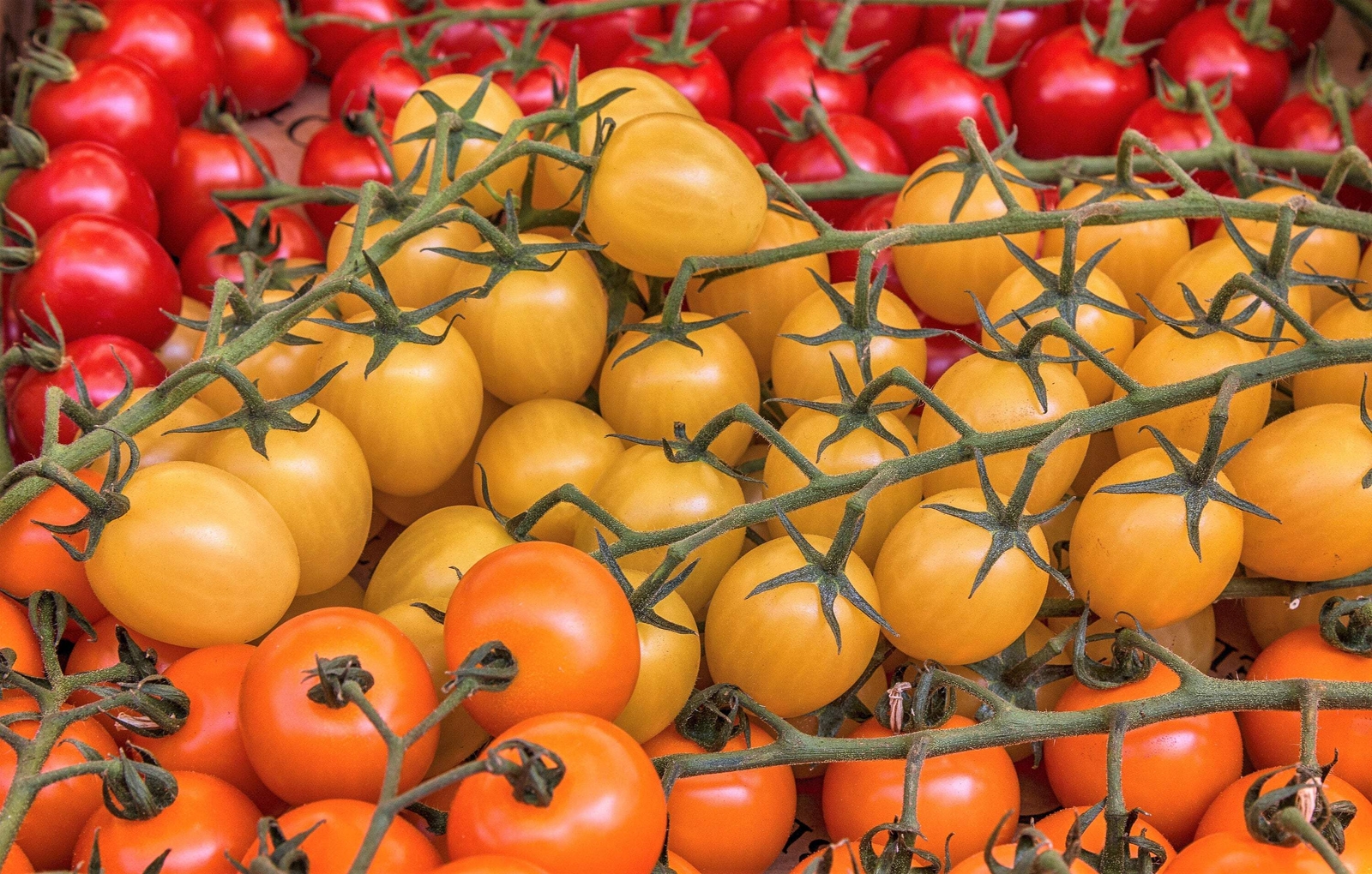 100 ORANGE CHERRY TOMATO Heirloom Solanum Lycopersicum Indeterminate Seeds