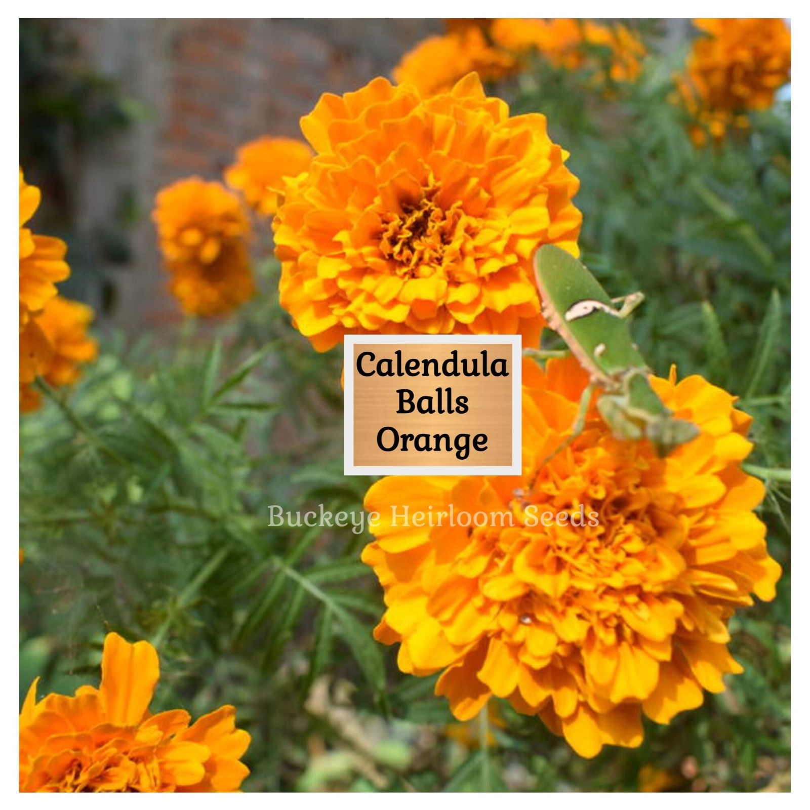 Calendula Flower Seeds – Ball’s Orange – 50 Healing Herb Seeds – Edible