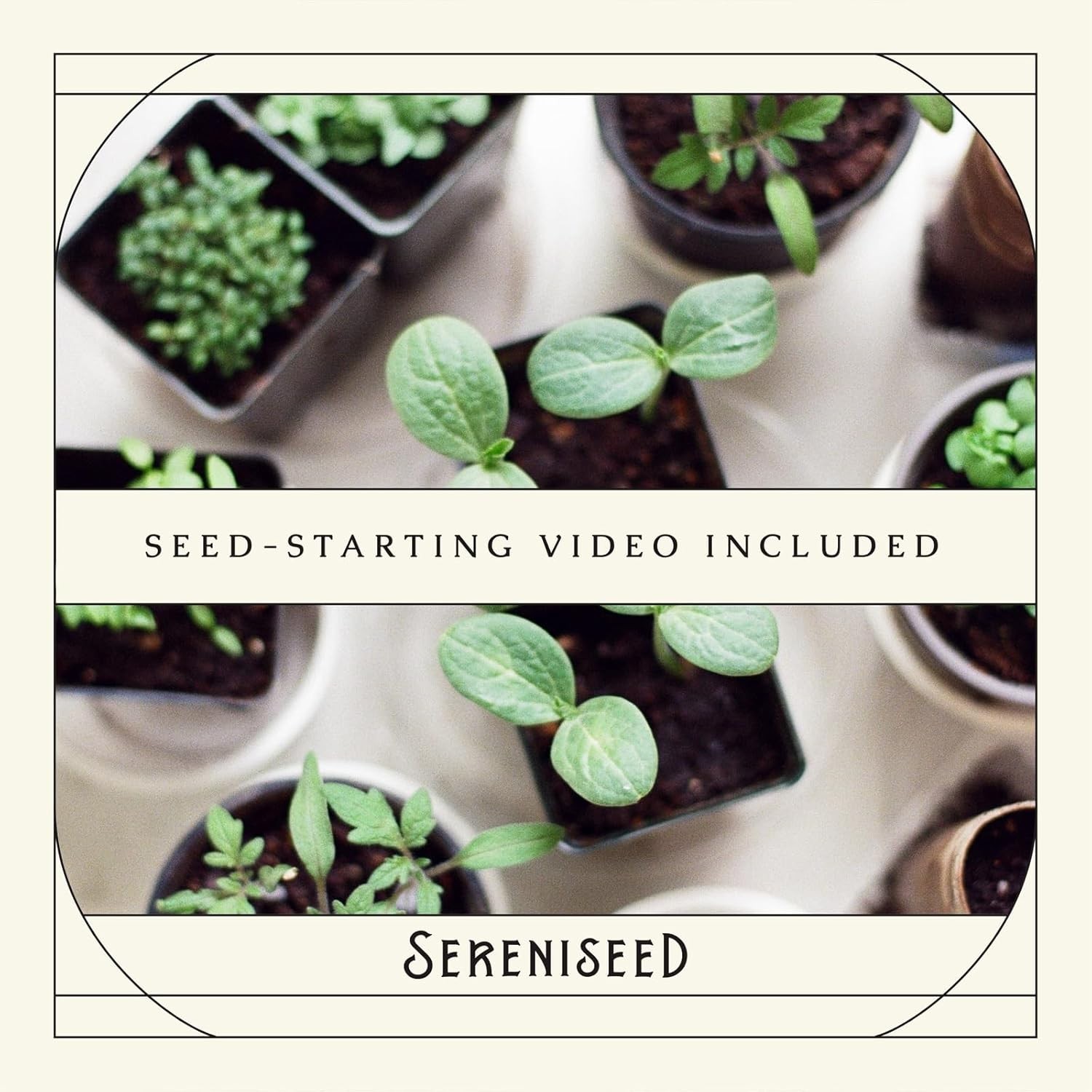 Certified Organic Herb Seeds 10-Pack – Non GMO, Heirloom – Seed Starting Vide…