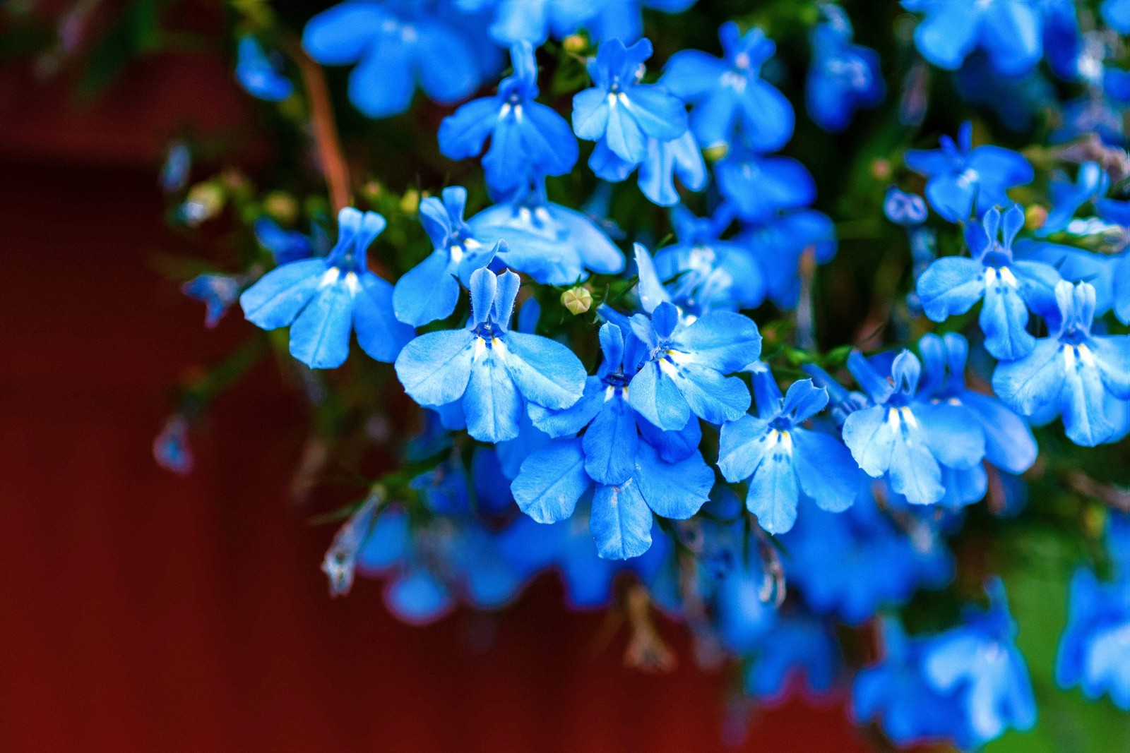 200 SKY BLUE LOBELIA Regatta Lobelia Erinus Flower Seeds