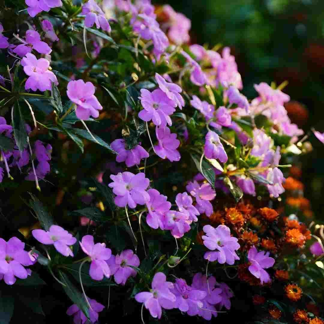 Mixed Color Impatiens Seeds – 400 Count Annual Flowers for Summer Gardens