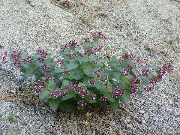 Asclepias cordifolia | Heartleaf Milkweed | 10 Seeds