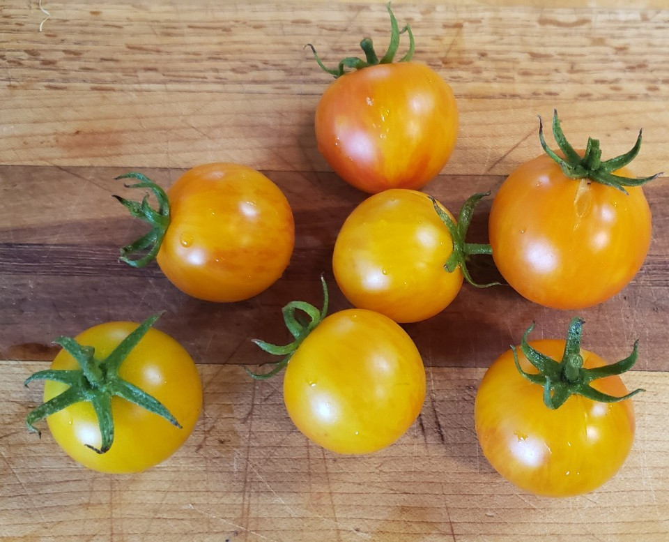 Big Sungold Cherry Tomato (25 Seeds) – similar to Sungold – medium size!