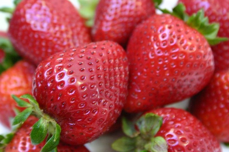 6 XL Strawberry Plants “Honeoye”- Excellent flavor(Pack of 6 Bare Root)Zone:4-8