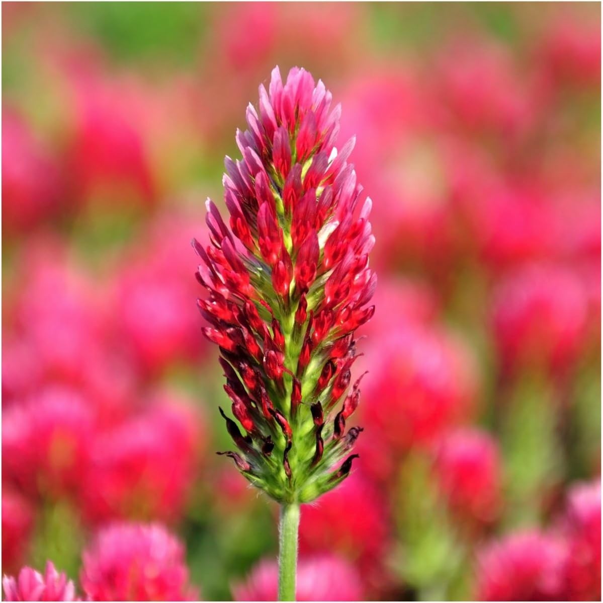 Attract Pollinators with 12,000+ Crimson Clover Seeds – Ideal for All Zones