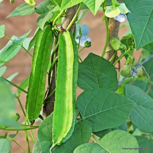 20 – 100 Organic Winged Bean Seeds – Dragon Bean – Đậu Rồng – 2025 Season