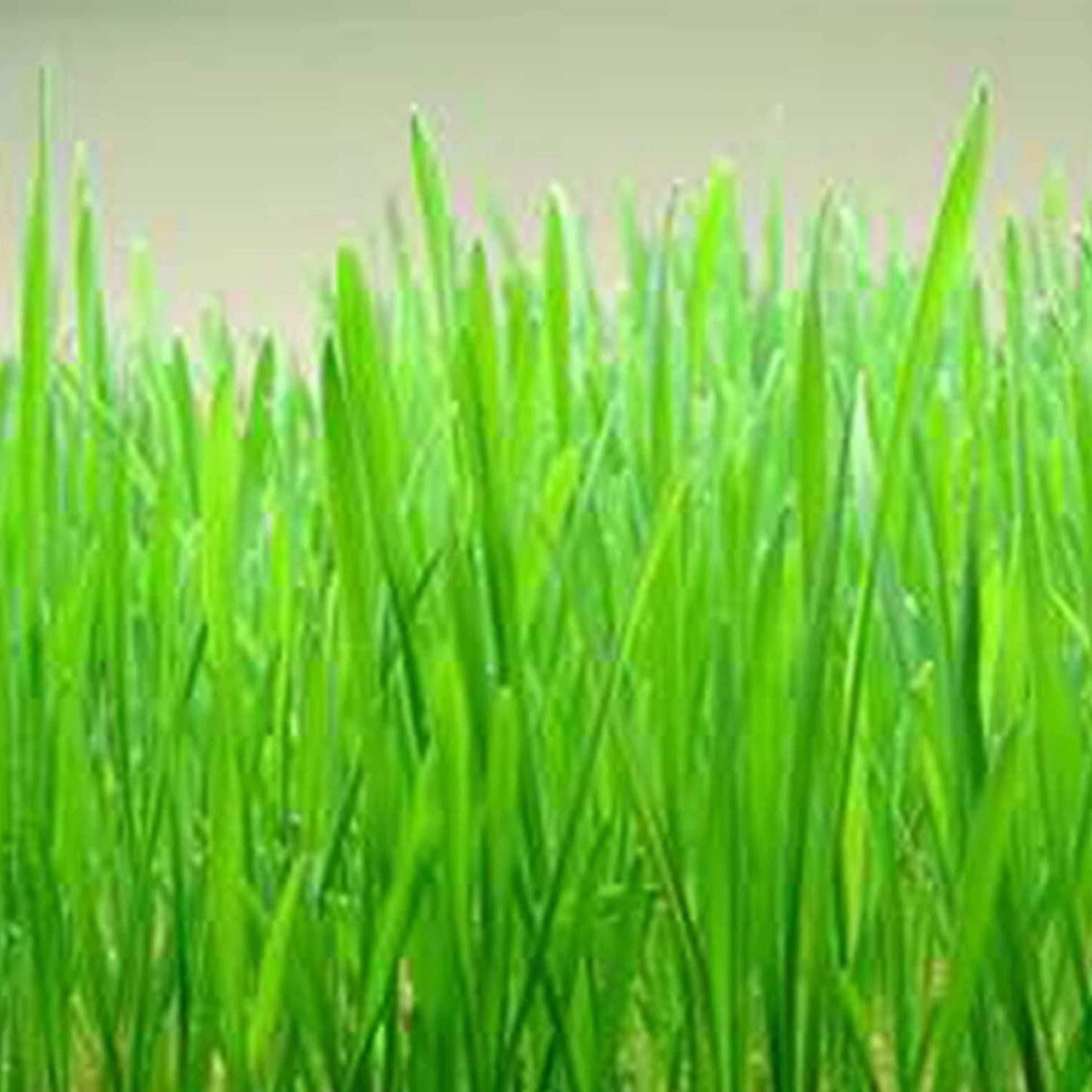 Cat Grass/Red Wheat, 300+ Seeds. Heirloom~Organic~Free Shipping.