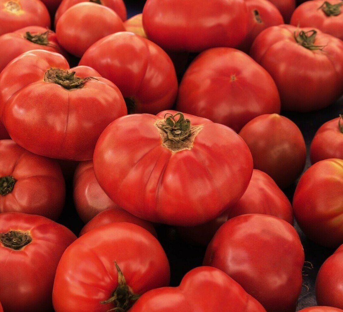 VR MOSCOW TOMATO SEEDS 20+ DETERMINATE vegetable GARDEN canning FREE SHIPPING