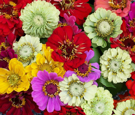 ZINNIA PUMILA MIXED COLORS Zinnia Elegans – 25,000 Bulk Seeds