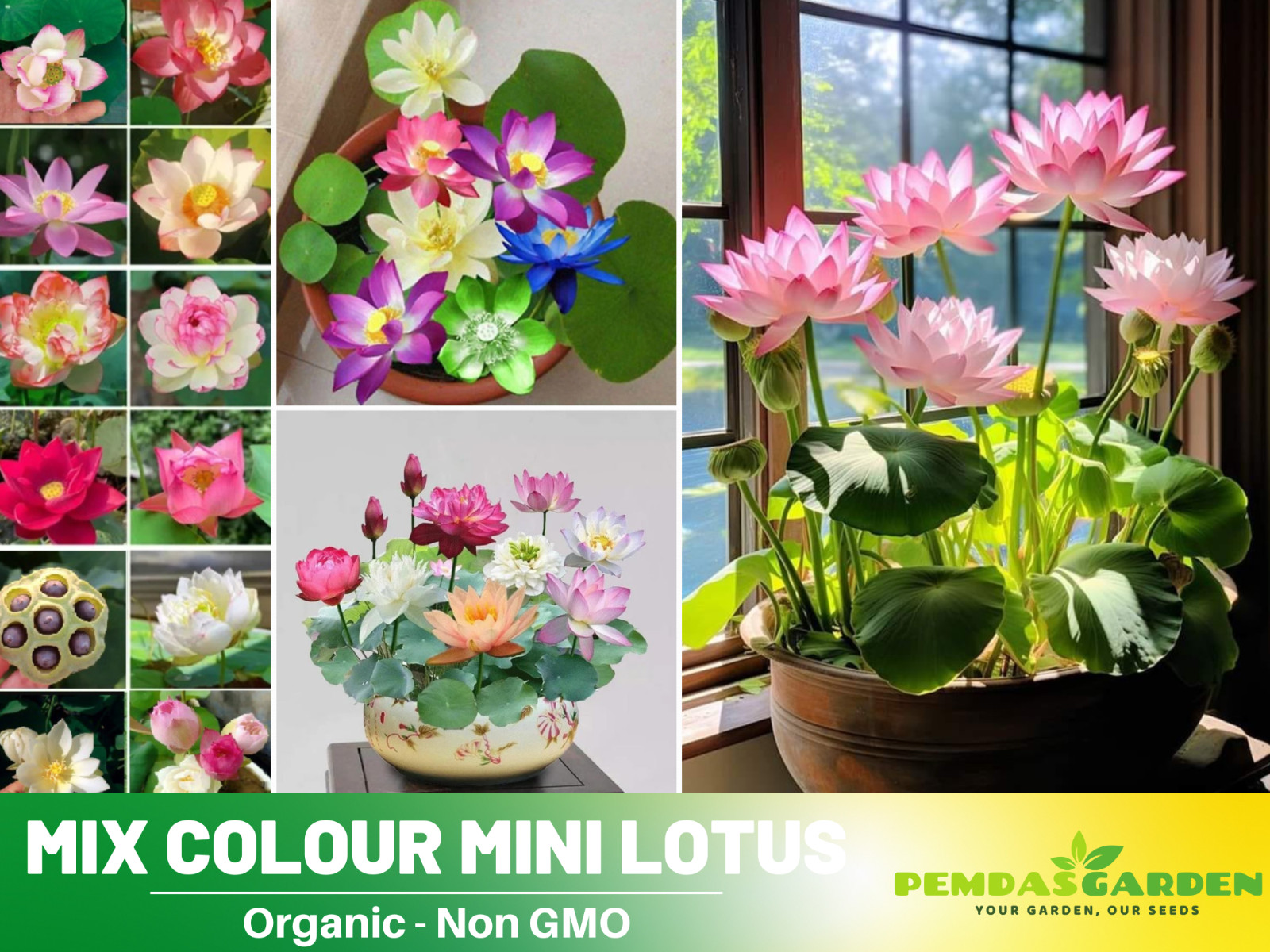 5 Rare Seeds| Mix Colour Mini Lotus Seeds- Indian Lotus (Nelumbo nucifera) Seeds