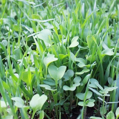 No-Till Garden Cover Crop Seed Mix – 5 Lbs – Hairy Vetch, Daikon Radish & More