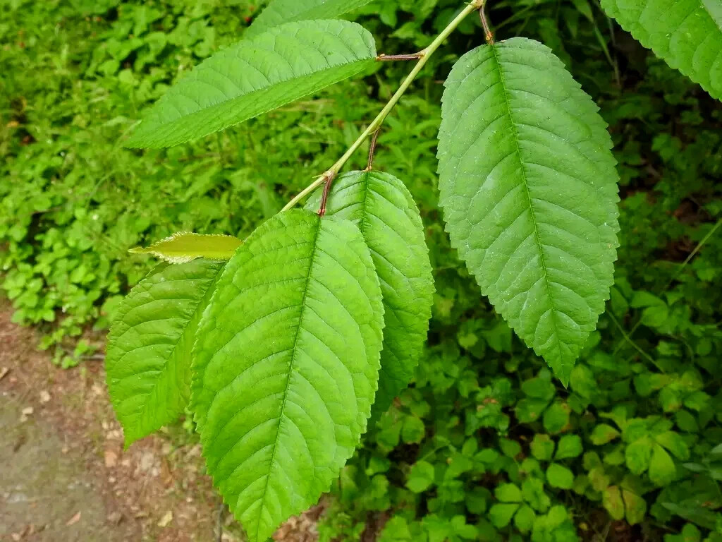Sweet Mazzard Cherry Tree Seeds (Prunus avium) Edible Fruit, Fast, Hardy-Zone 4