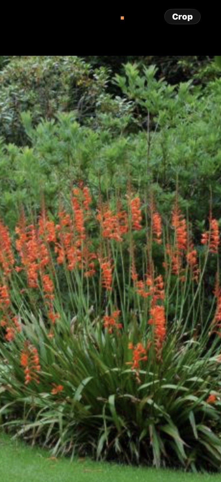 Watsonia Bulbs Orange 5 for $10