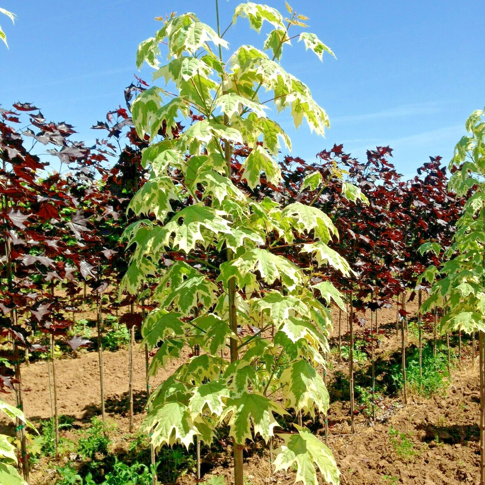 15 SILVER KING NORWAY MAPLE SEEDS – Acer platanoides ” silver king “
