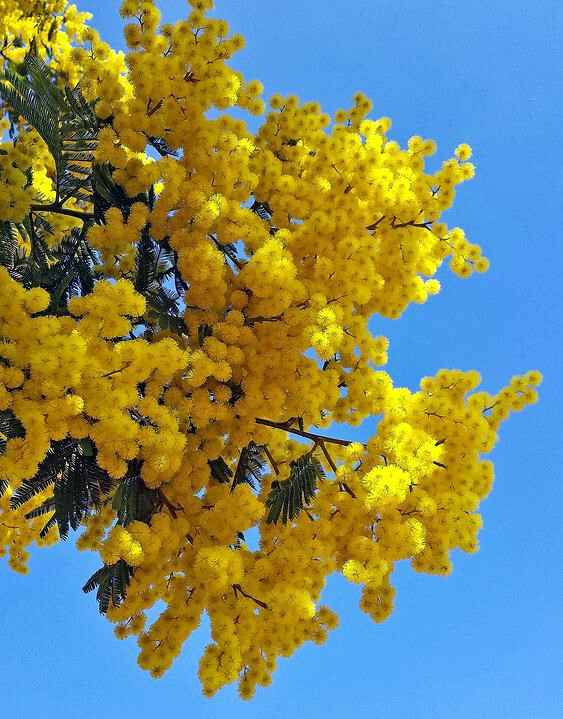 10 GOLDEN MIMOSA Tree Seeds Acacia baileyana Yellow Wattle Flower Fast Growing