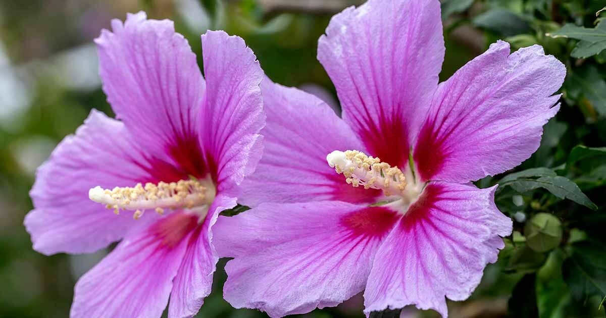 100+ Seeds of White/Violet/Pink Shrub Althea Rose of Sharon (Hibiscus syriacus)