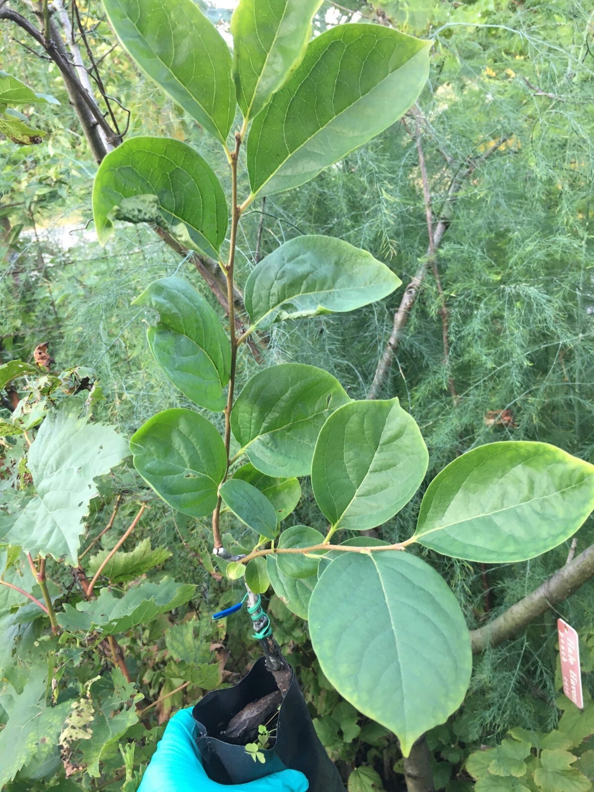 Saijo Asian Persimmon, grafted, 12-18 inches tall live tree plant