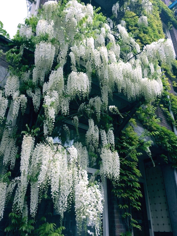 White Wisteria floribunda Alba Tree Seeds Climbing Flower Vine Plant Rare Hardy