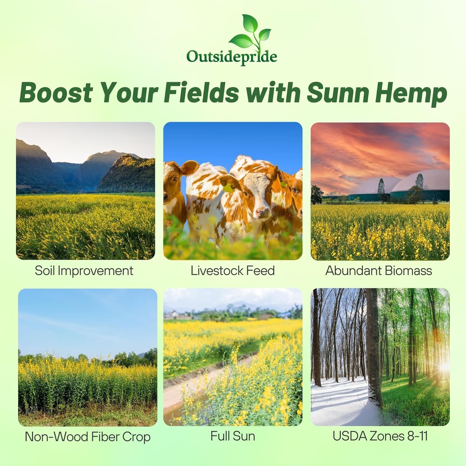 5 LBS Annual Sunn Hemp Pasture, Forage, and Cover Crop Seed