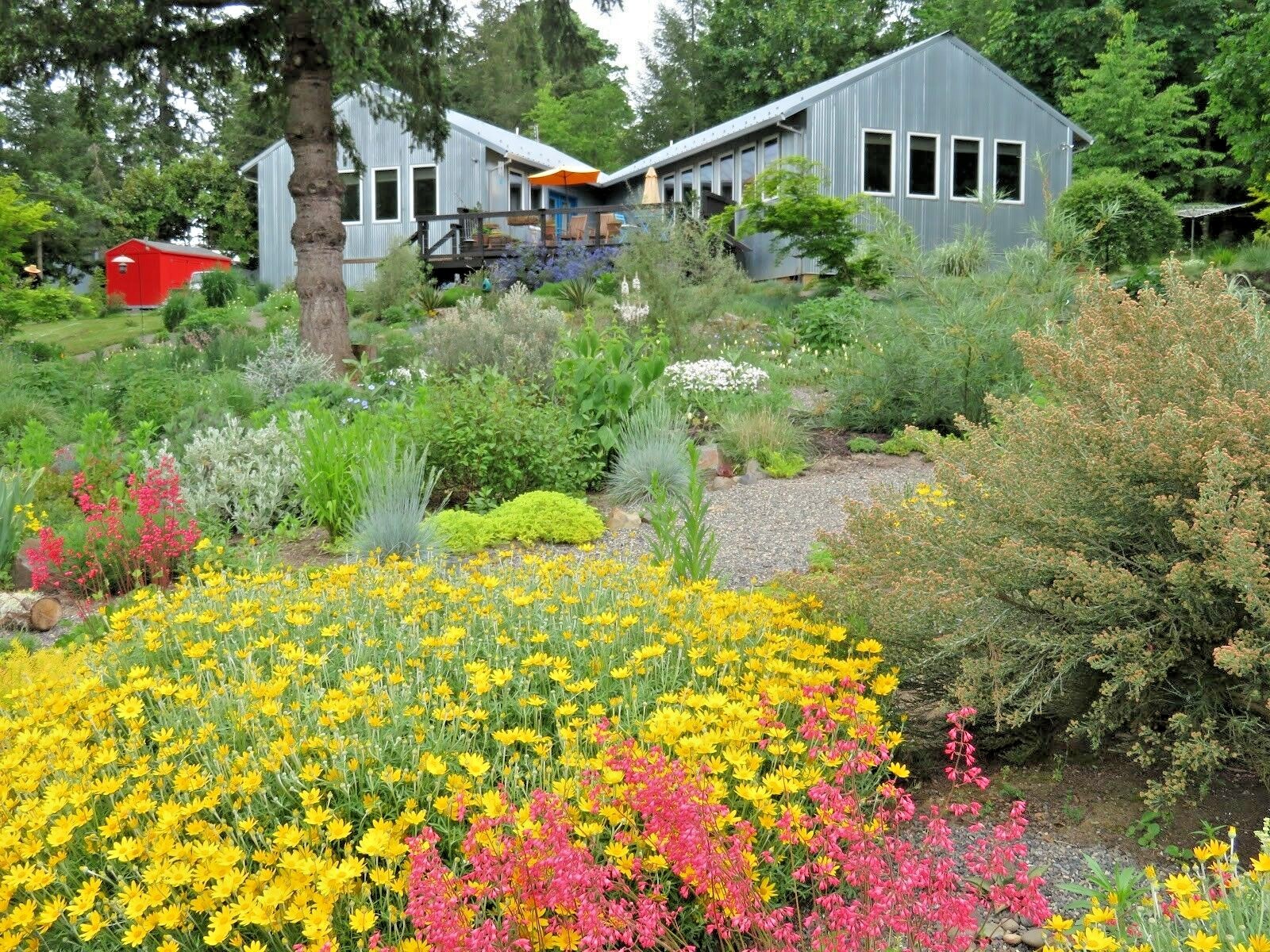 301+OREGON SUNSHINE Seeds Wooley Sunflower Native Wildflower Drought Poor Soils