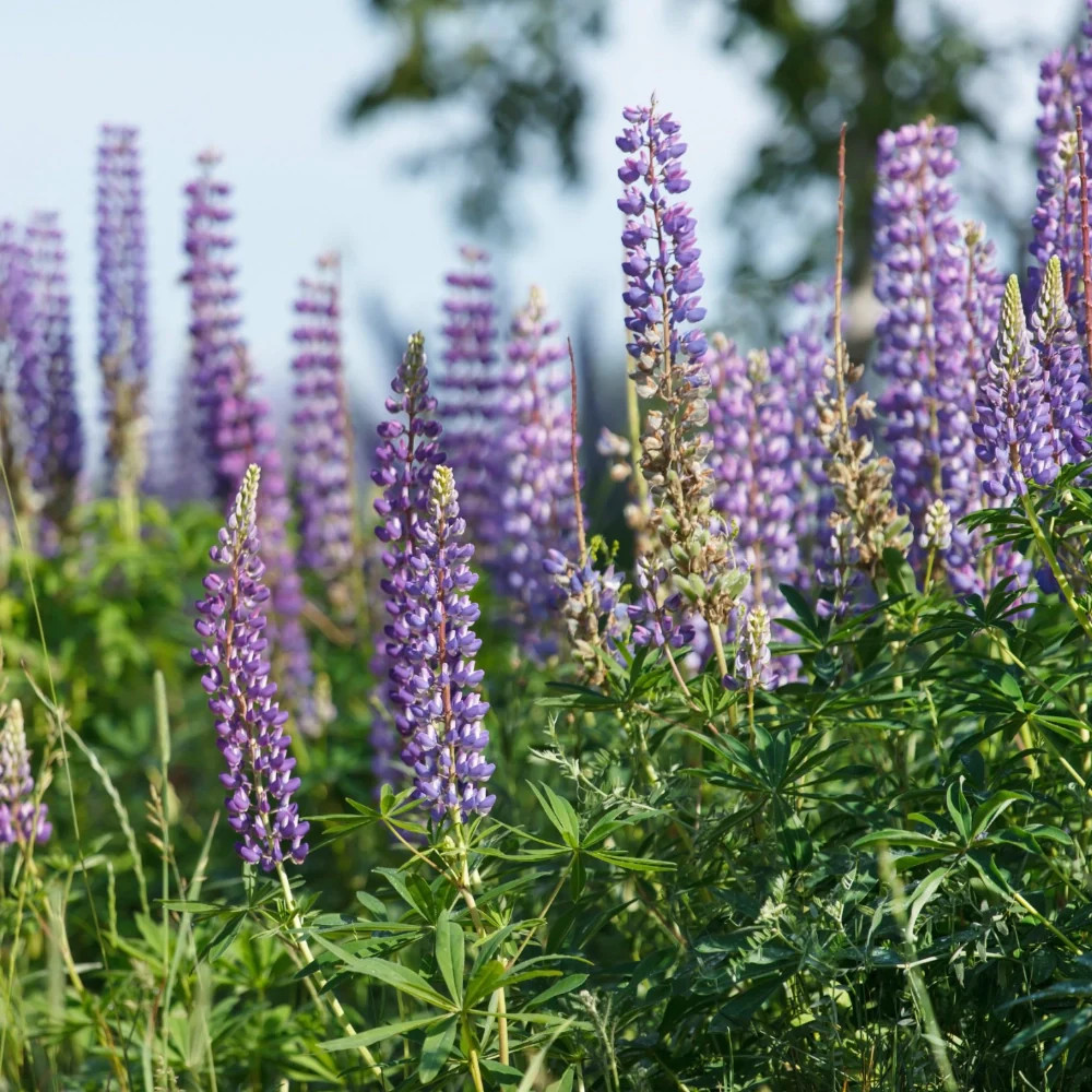 Wild Perennial Lupine Seeds For Planting (Lupinus perennis)