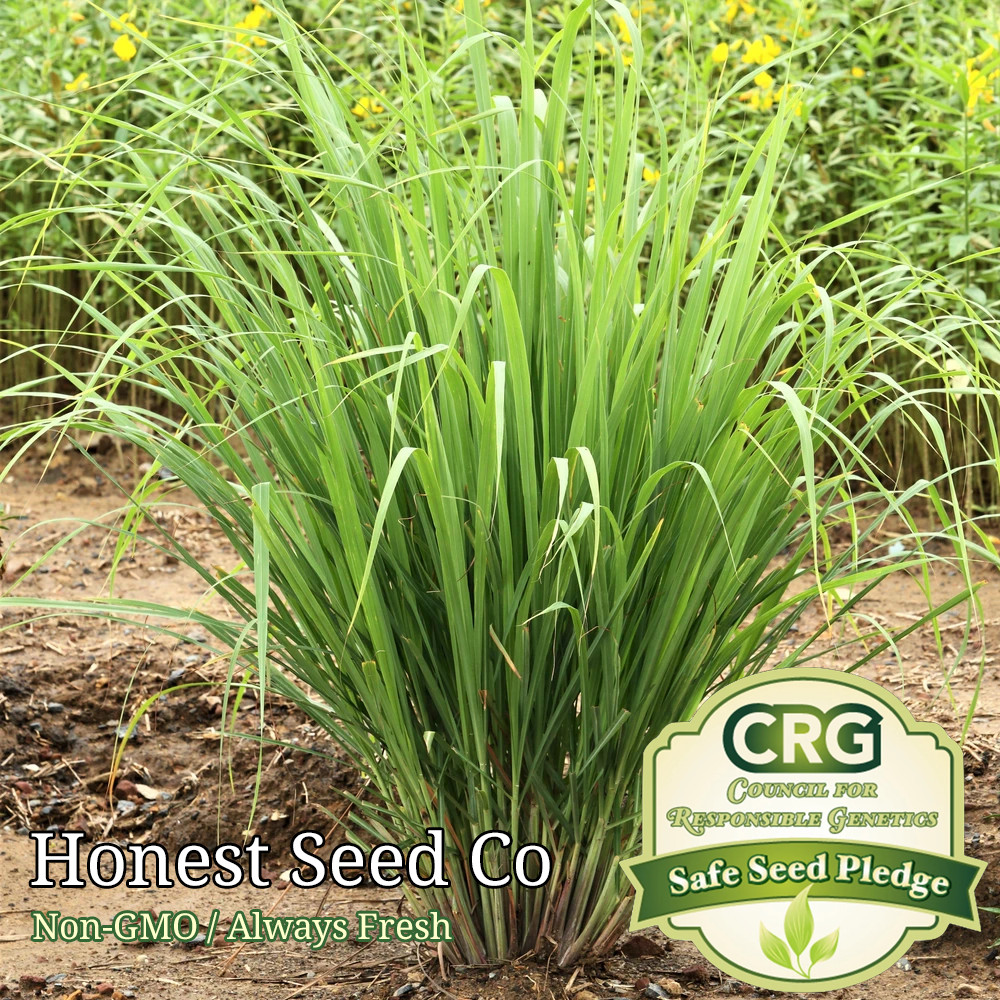 100+ Lemon Grass Seeds | FRESH Non-GMO Garden Seeds