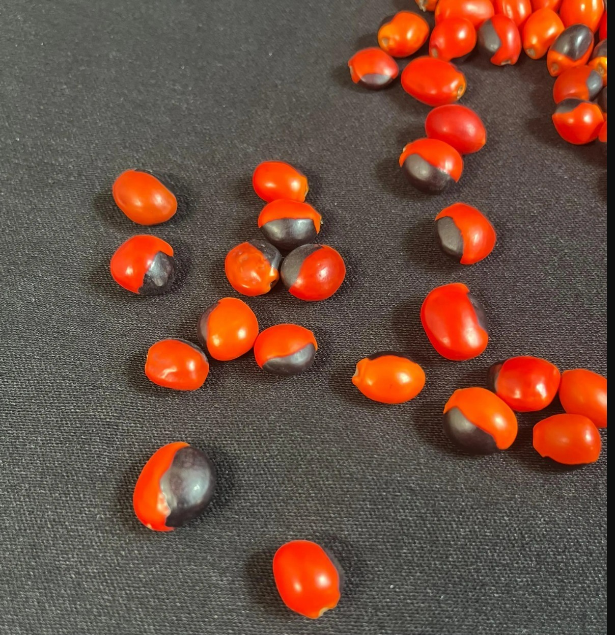 Lot of 100 New Male Huayruro Seeds Red and Black Undrilled 1 cm x 1 cm
