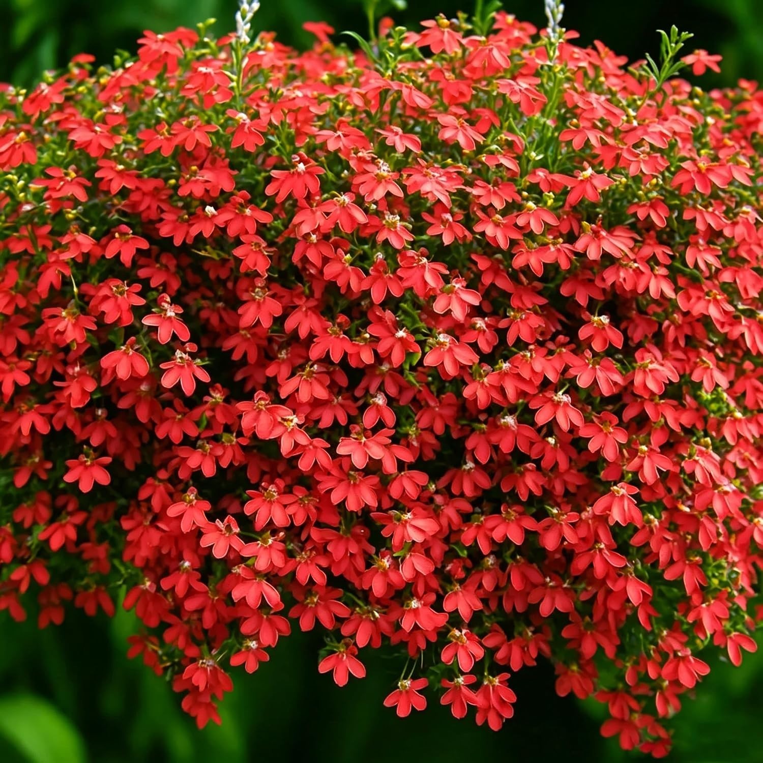Lobelia Seed for Planting, 1003+ Mixed Lobelia cardinalis Seeds, Perennial Plant