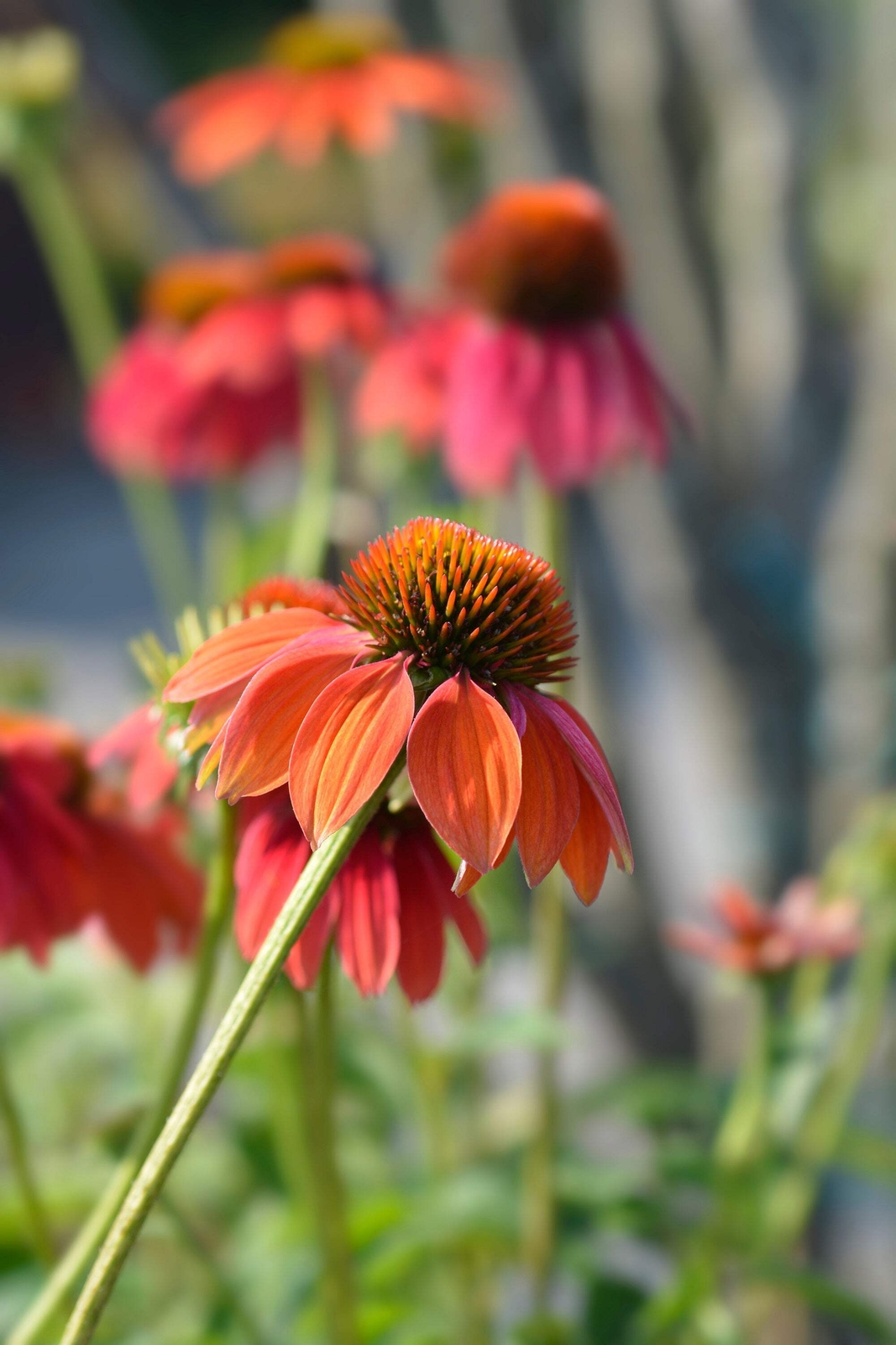 25 CHEYENNE SPIRIT CONEFLOWER Echinacea Orange Red Yellow Purp Pink Flower Seeds