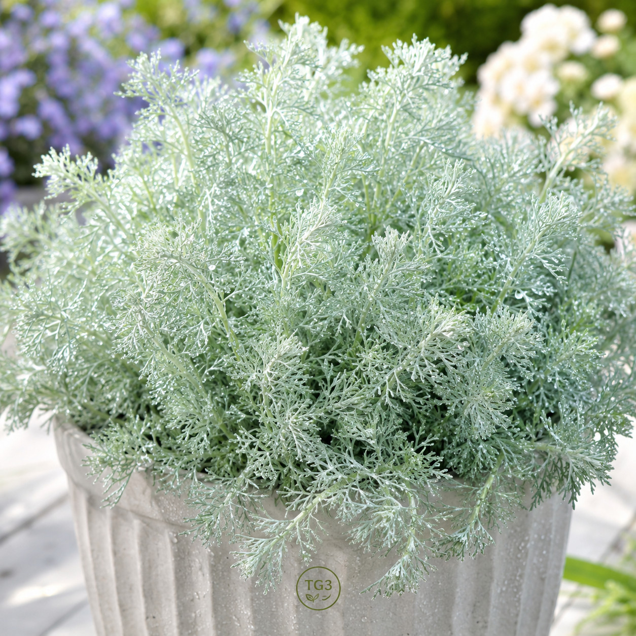 1000+ WORMWOOD SEEDS PEST MOSQUITO DEER REPELLENT HERB MEDICINAL PERENNIAL USA