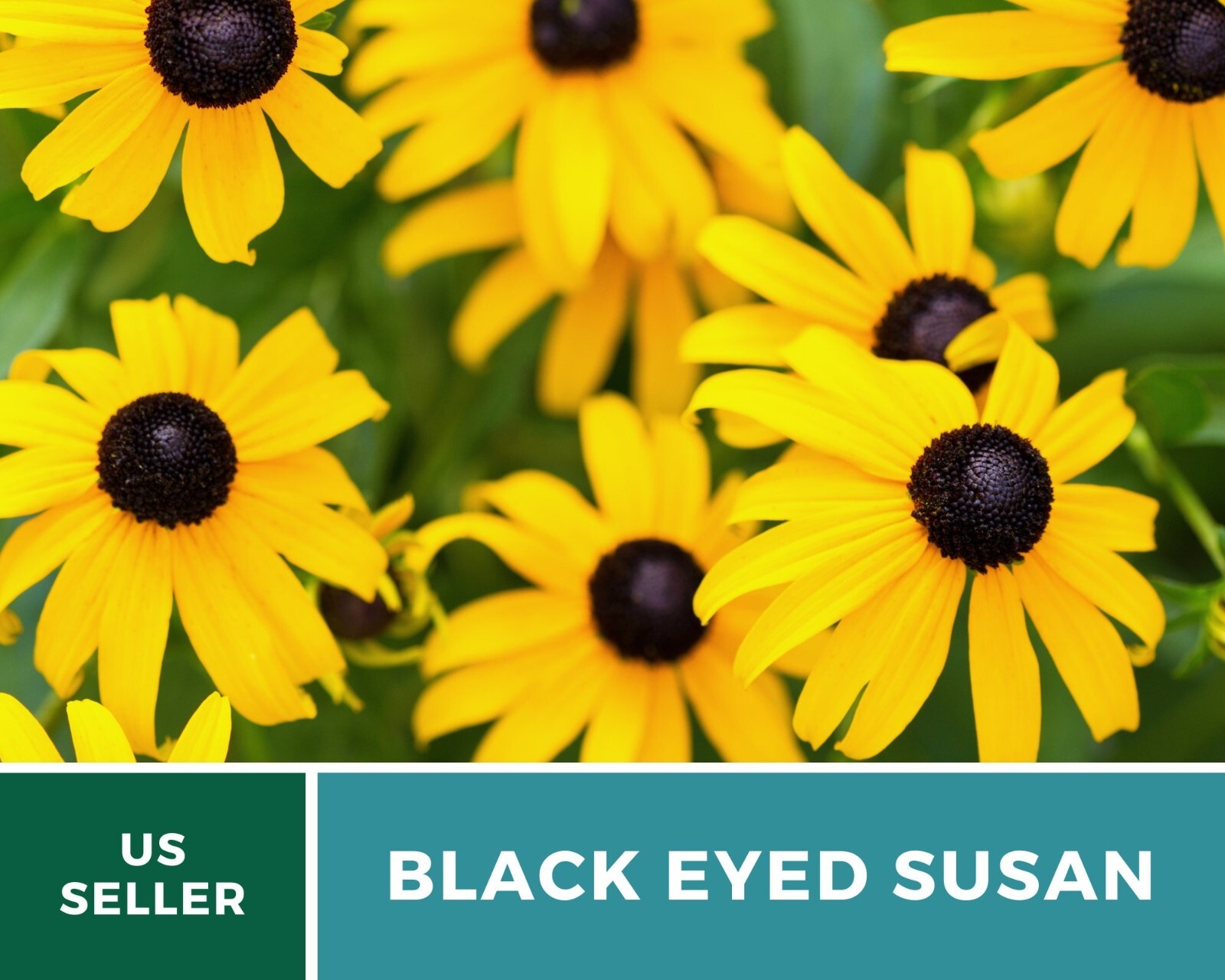 Black-Eyed Susan – Heirloom Seeds – US Native Wildflowers (Rudbeckia hirta)