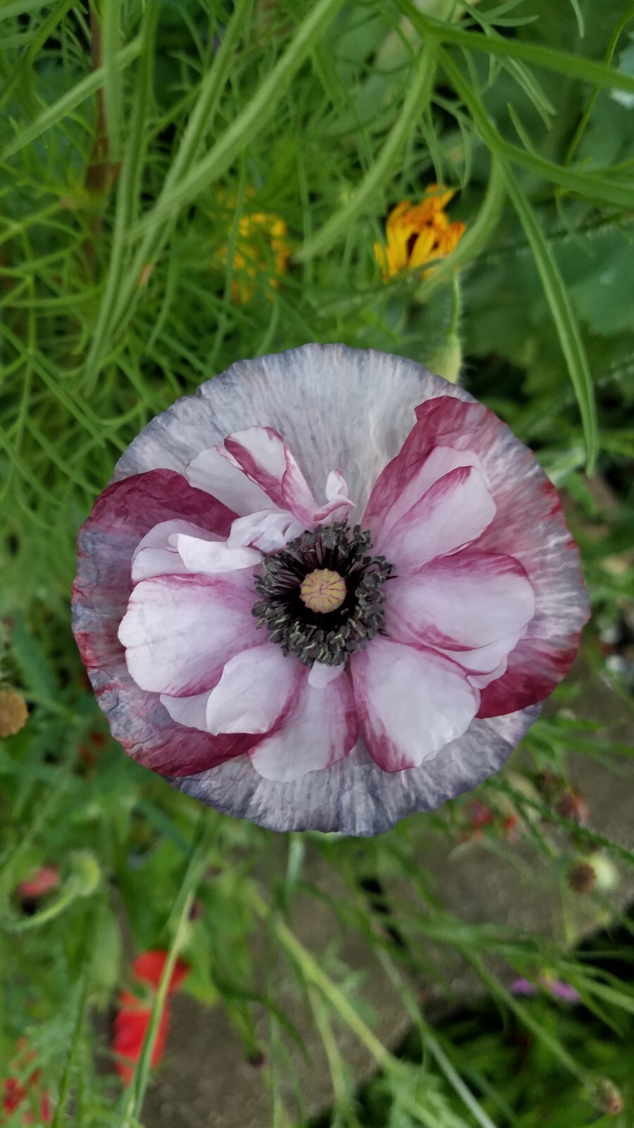 Mixed Poppy Seeds Several Varieties 100-200 Count *Free Shipping*
