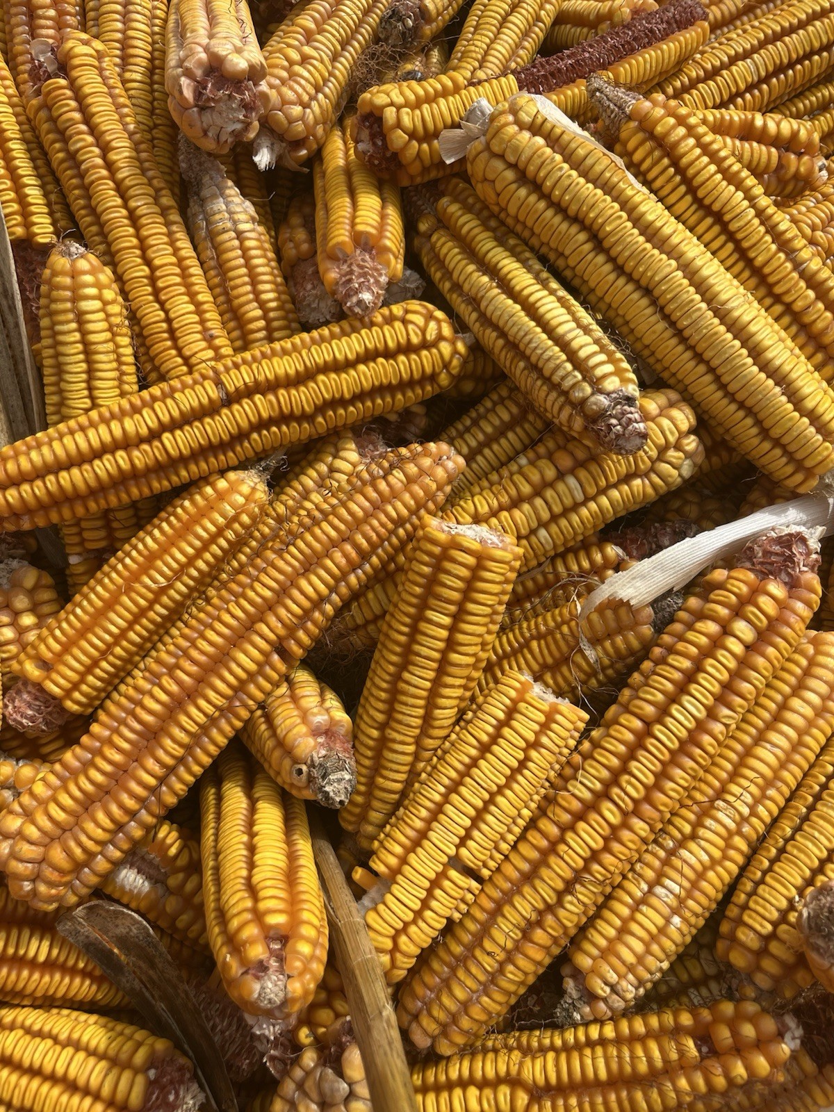 Hickory King Yellow Seed Corn 5 Pounds