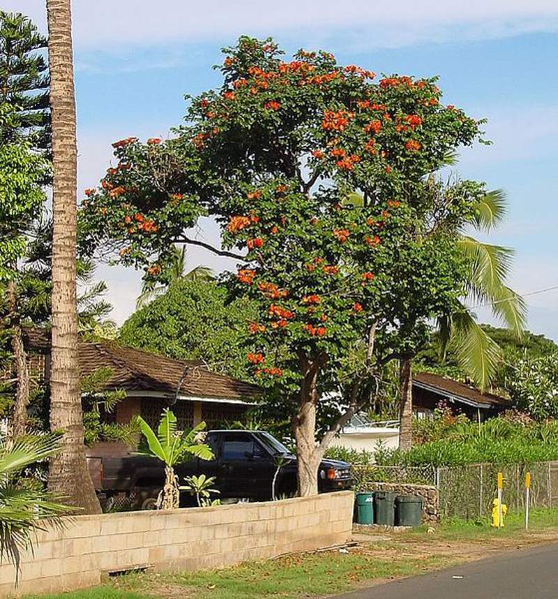 1-1000 PCS African Tulip Tree Seeds Spathodea Campanulata Red Flame Flower 0167