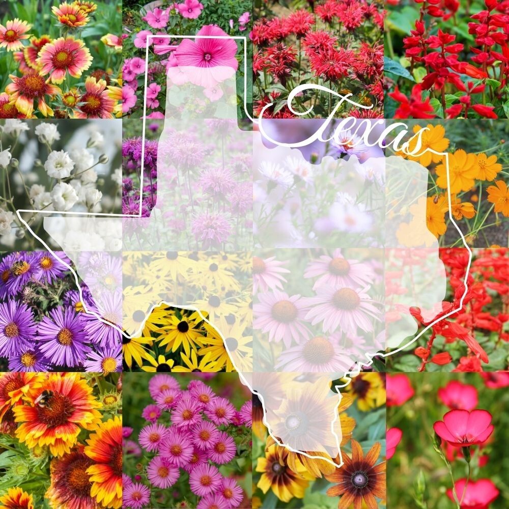1 Pound Eastern Texas Bulk Wildflower Seed Mix 1lb Covers 2,000sq-ft
