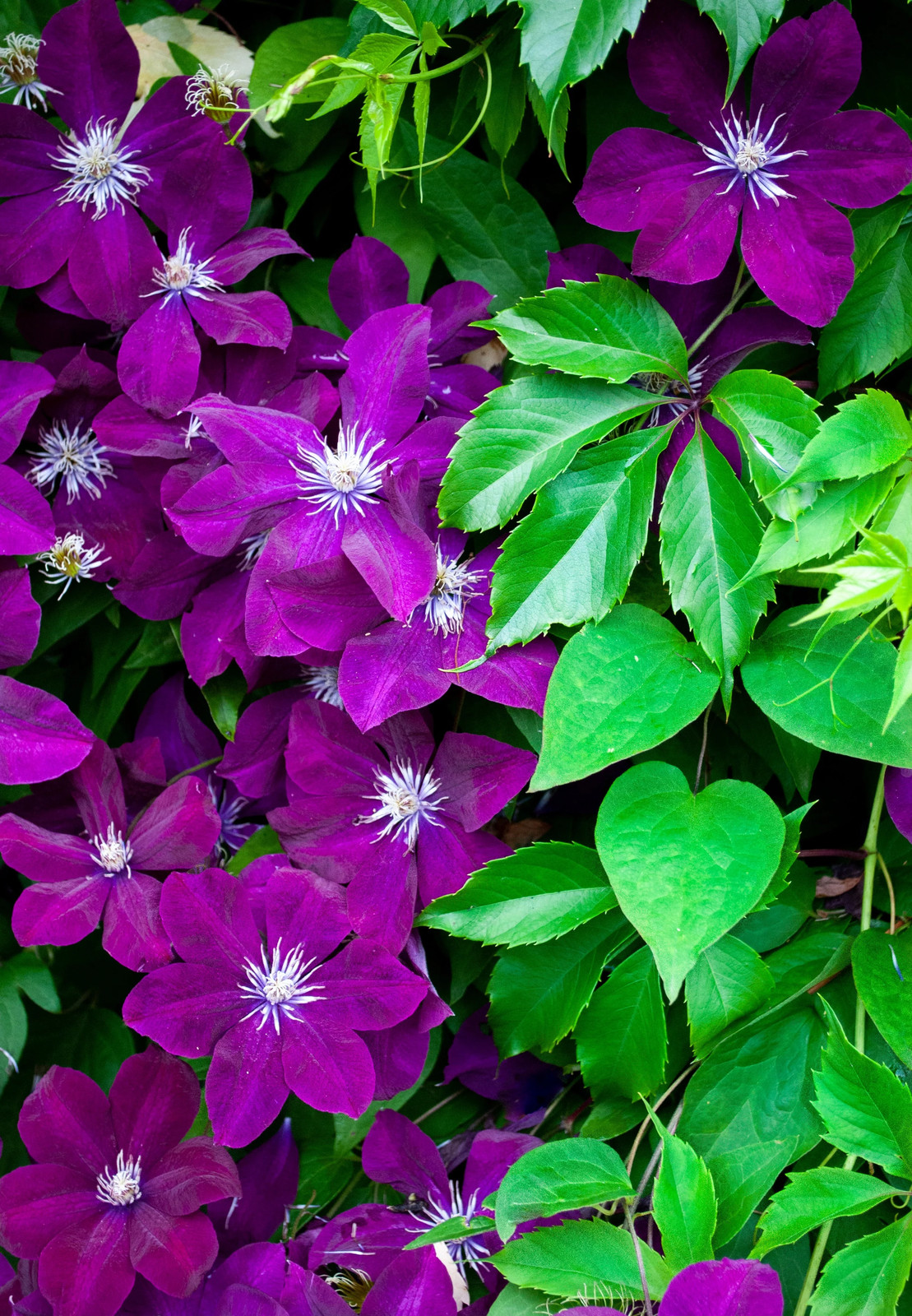10 MIXED HYBRID CLEMATIS Hybrida Red Purple Pink Blue Bicolor Flower Vine Seeds