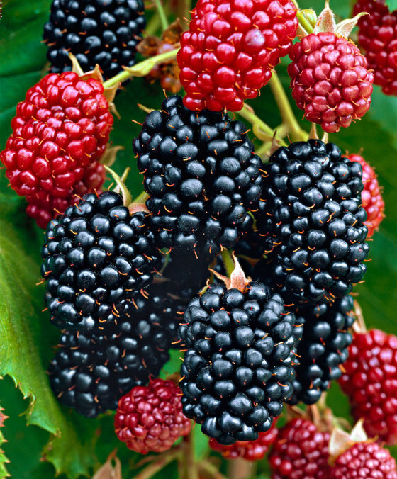 Chester Blackberry – 2 Blackberry Plants