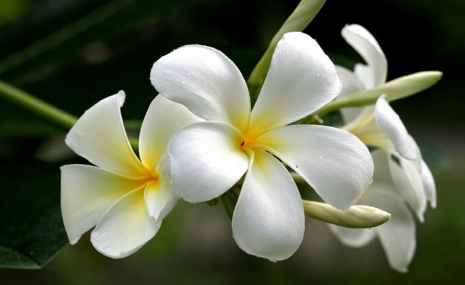 2 HAWAIIAN TROPICAL WHITE PLUMERIA PLANT CUTTING 10″ LONG Easy To Root Fragrant