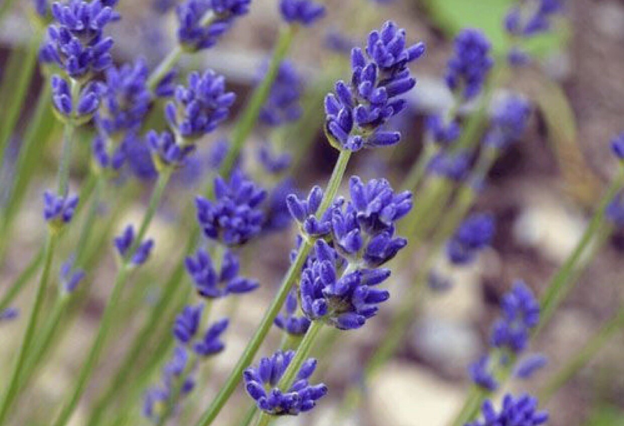 600+English Lavender-Lavandula angustifolia-Non GMO-Open Pollinated.