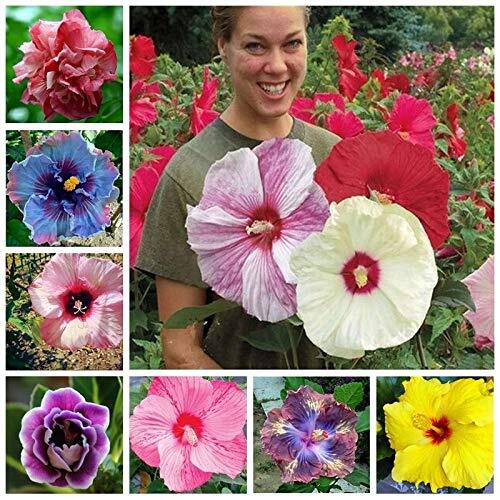 100+ Pcs Mixed Hibiscus Seeds Giant Flowers Perennial Flower – Ships from Iowa,