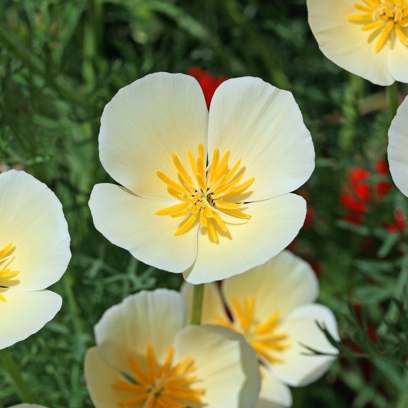 501+CALIFORNIA POPPY MIX Native Wildflower Seeds Flower Garden Patio Container