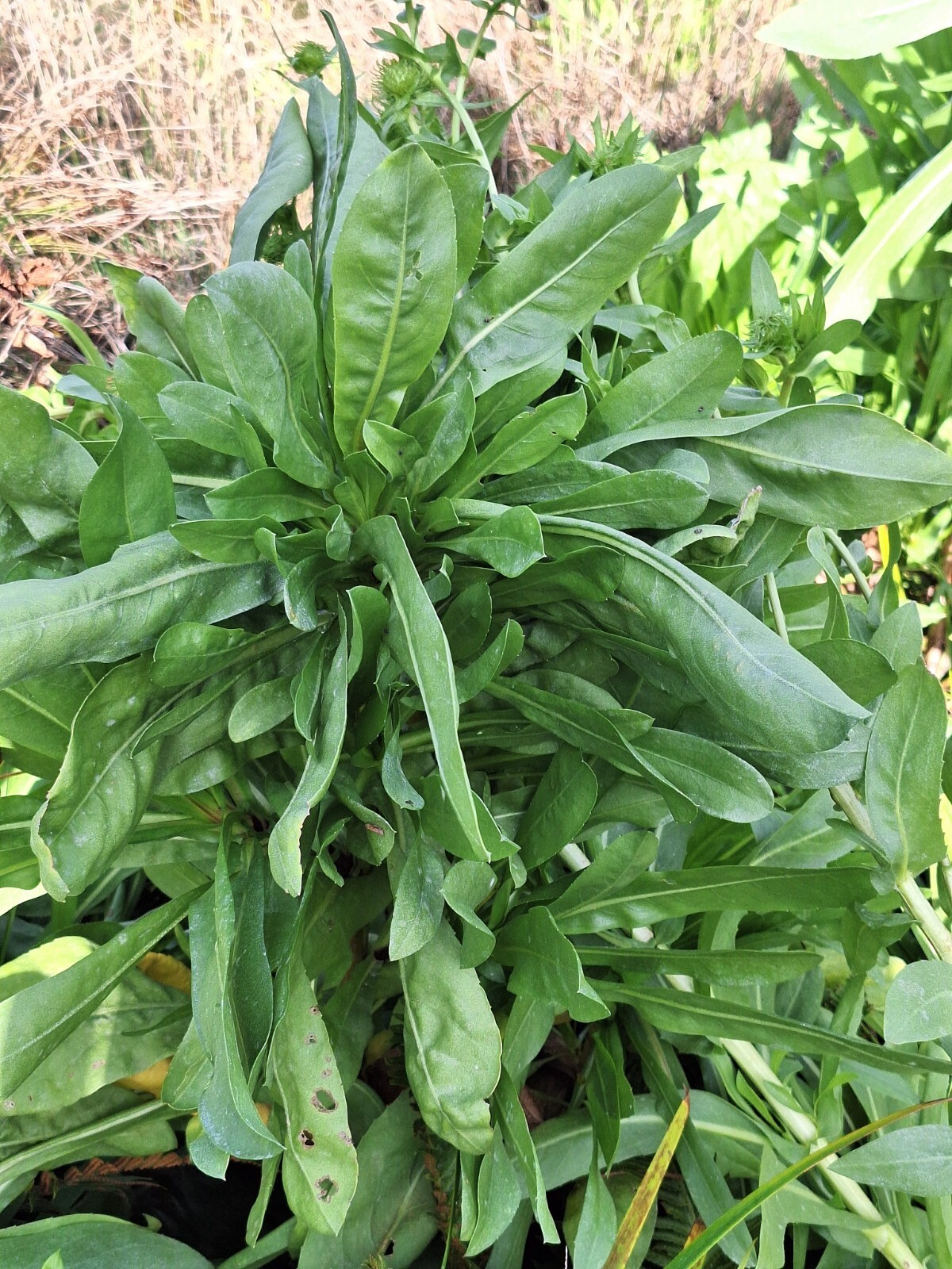 Puget sound gumweed, 200 seeds, Grindelia, medicinal herb, wildflower