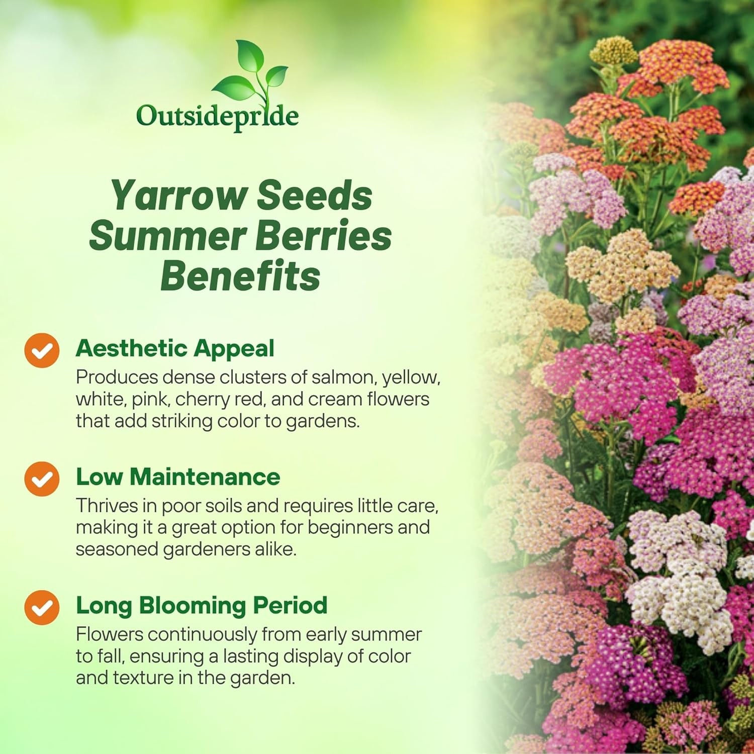 1000 Seeds Yarrow Seed Mix For Planting Outdoors – Achillea Summer Berries