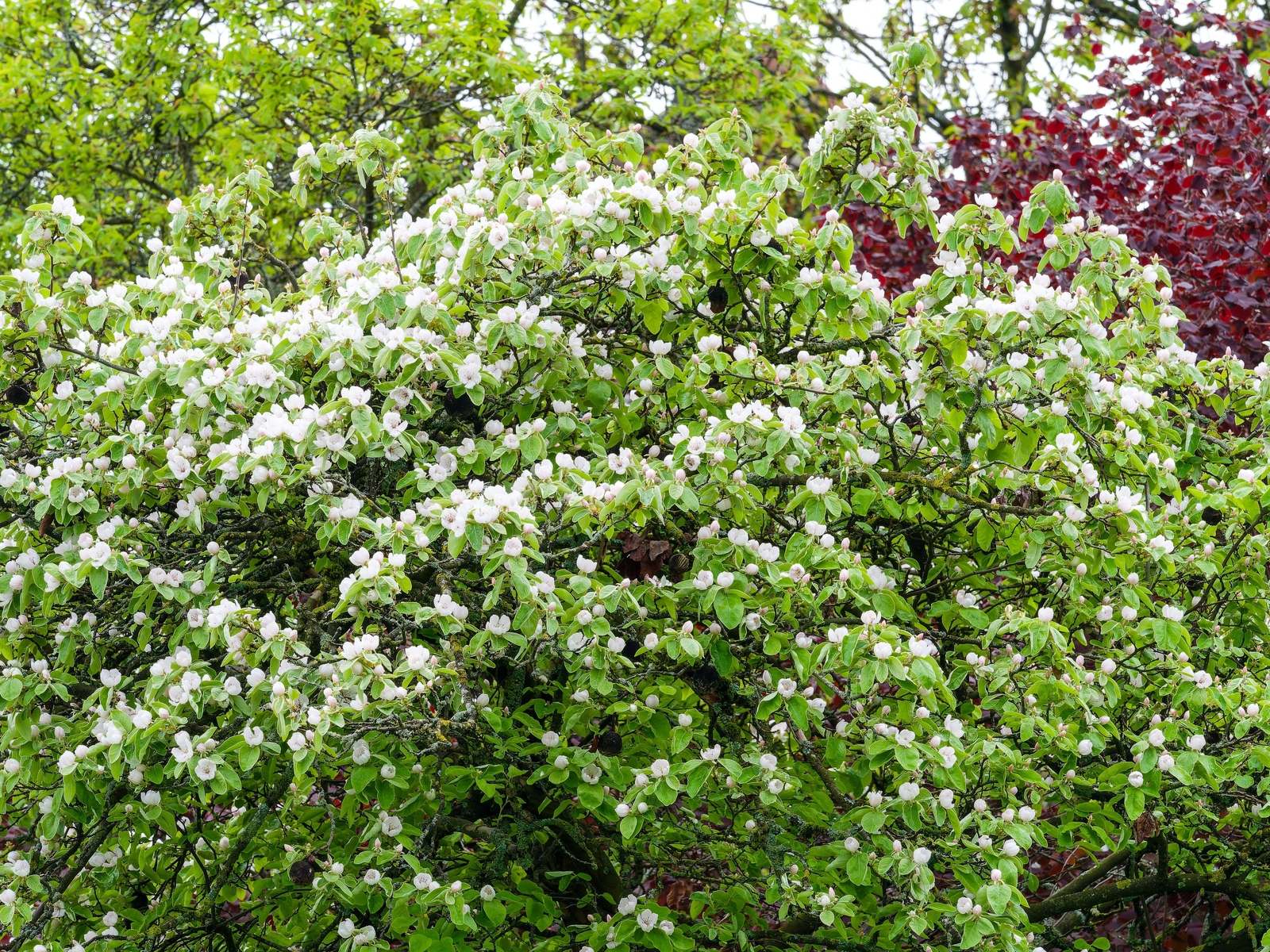 20 COMMON CULINARY QUINCE Fruit Tree Cydonia Oblonga Flowering Shrub Seeds