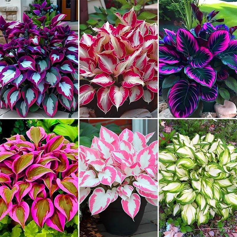 185+ Mixed Color Hosta Seeds for Planting Outdoors- Shade/Cold Tolerant Perennia