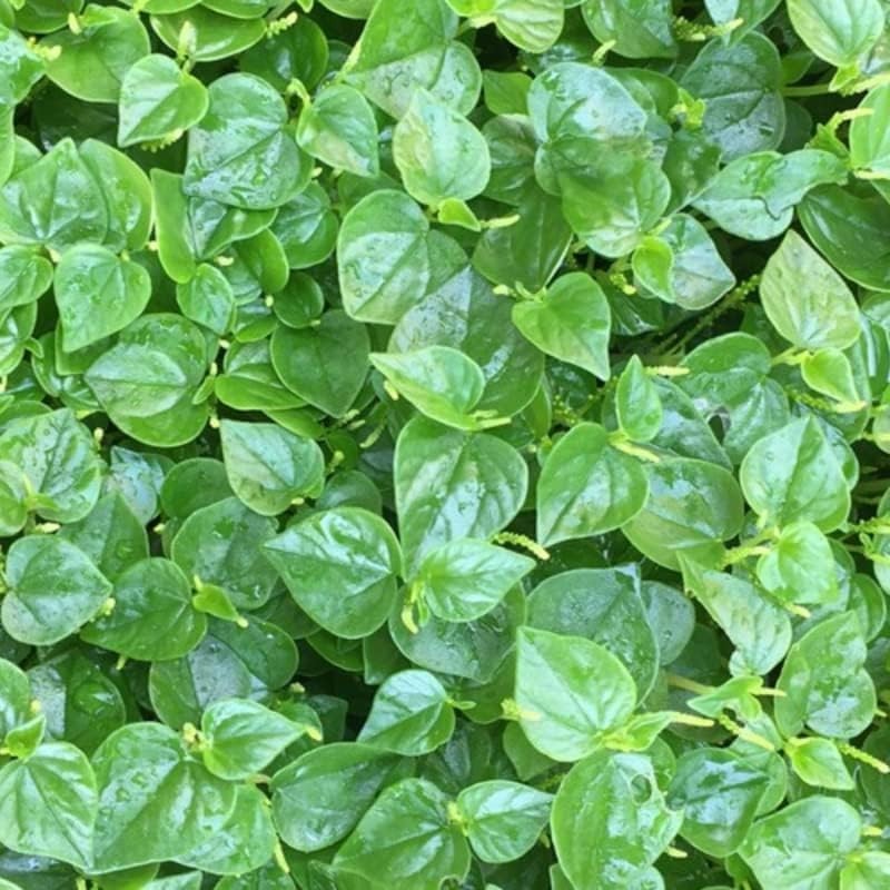Crab Claw Seeds 5000pcs Rau Cang Cua Herb Peperomia Pellucida Pansit Pansit…